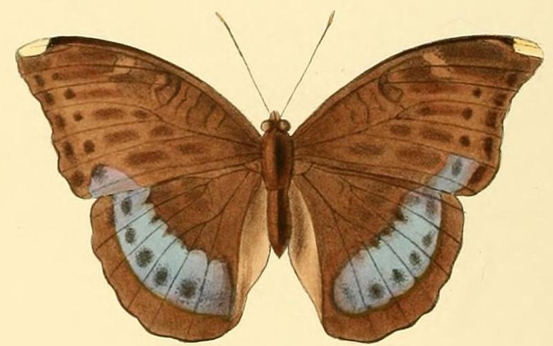 Euriphene soemis