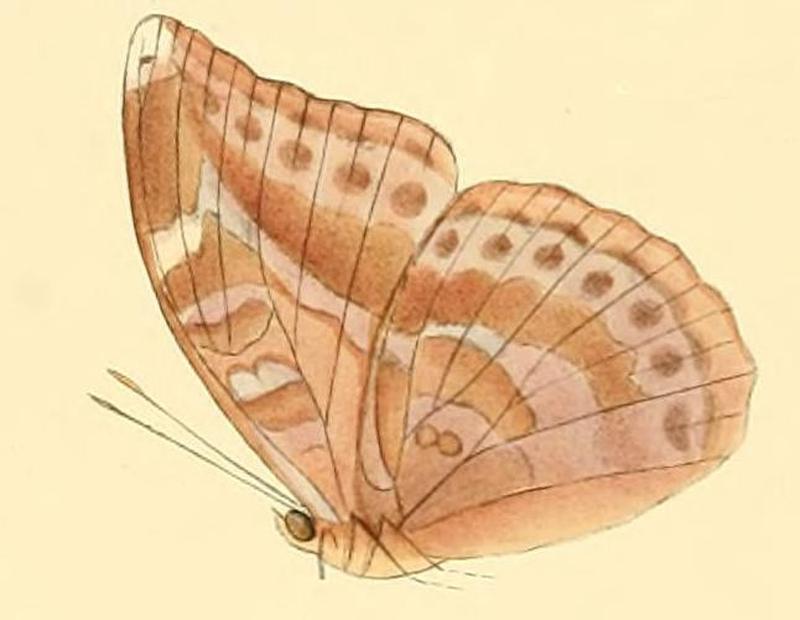 Euriphene soemis1