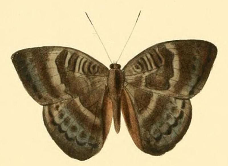 Euriphene tadema2