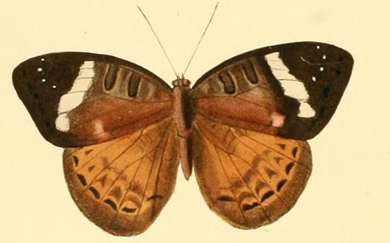 Euriphene tadema3