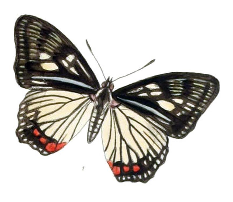 EuripusConsimilis205 1