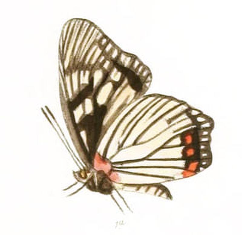 EuripusConsimilis205 1a