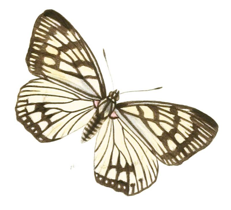 EuripusConsimilis205 1b
