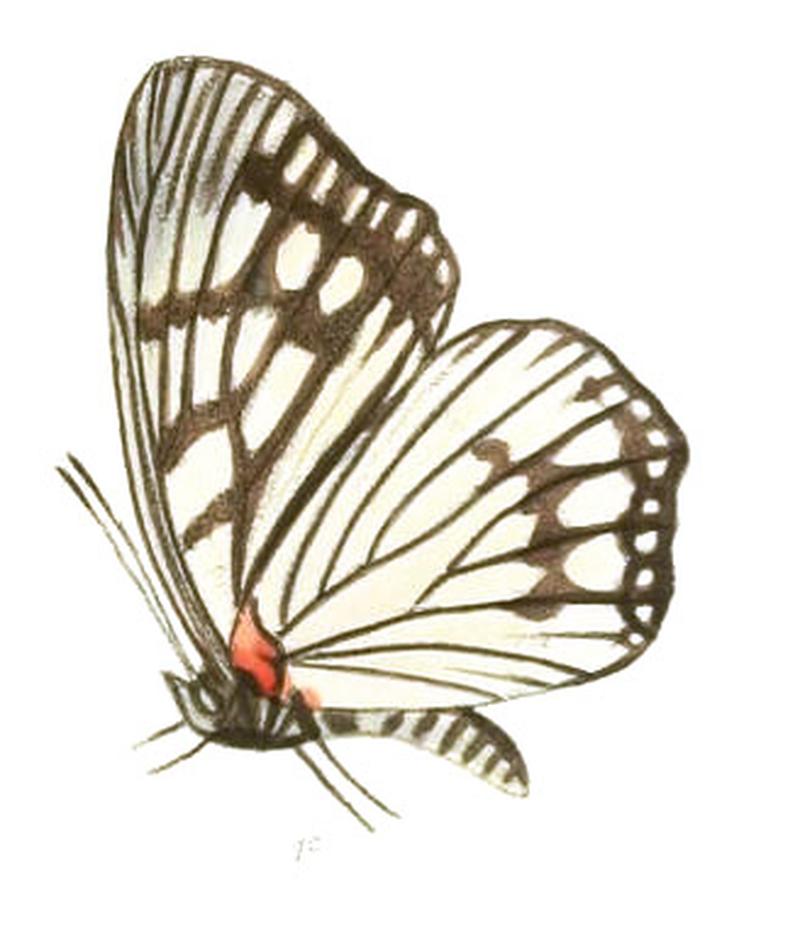 EuripusConsimilis205 1c