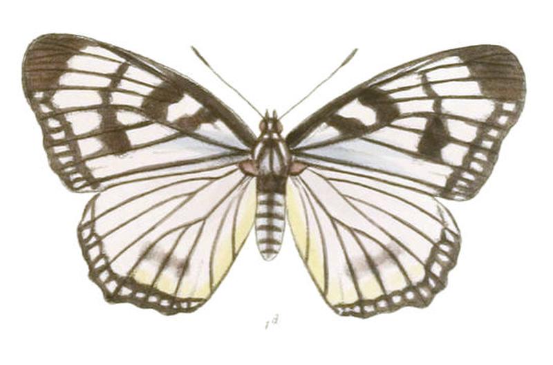 EuripusConsimilis205 1d
