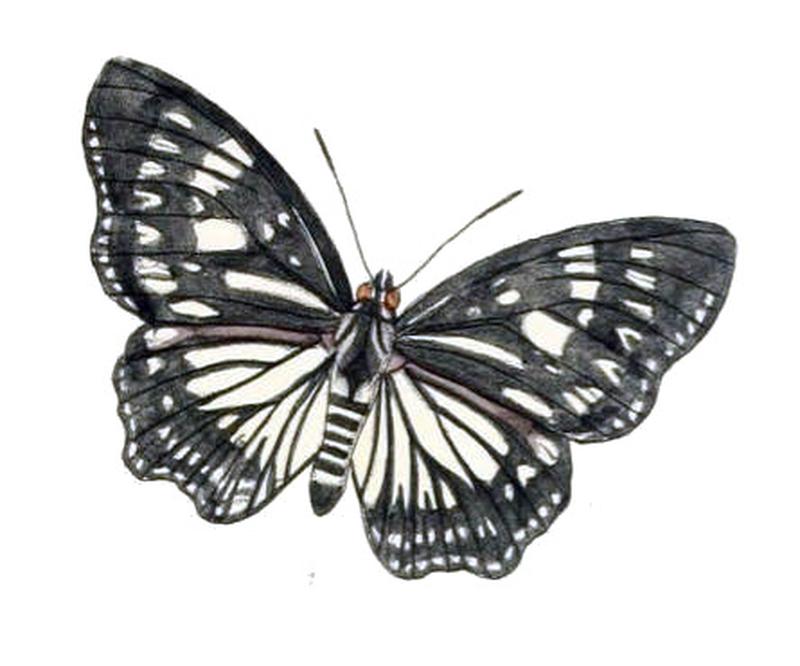 EuripusHalitherses203 1