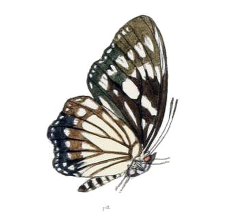 EuripusHalitherses203 1a