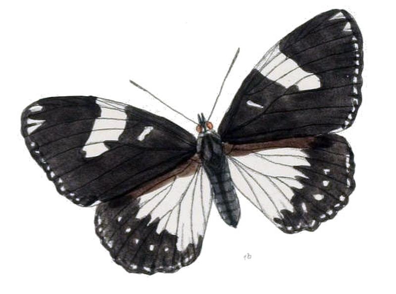 EuripusHalitherses203 1b