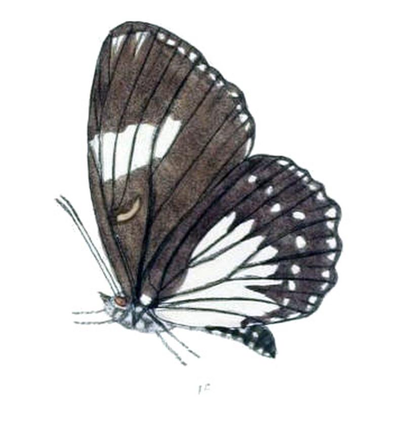 EuripusHalitherses203 1c