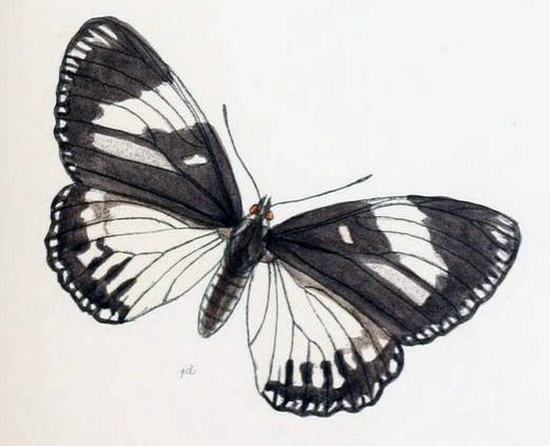 EuripusHalitherses203 1d