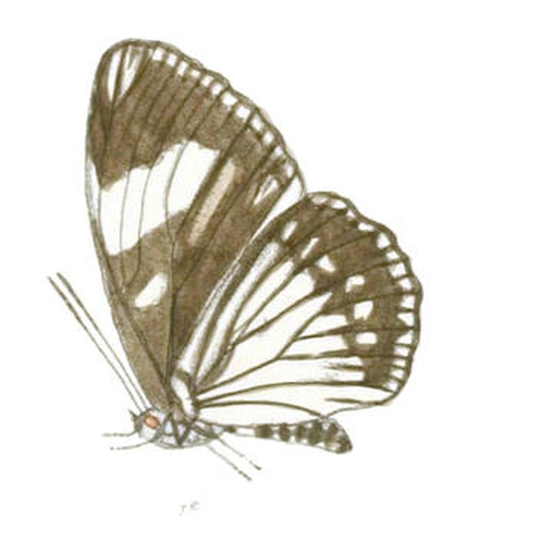 EuripusHalitherses203 1e