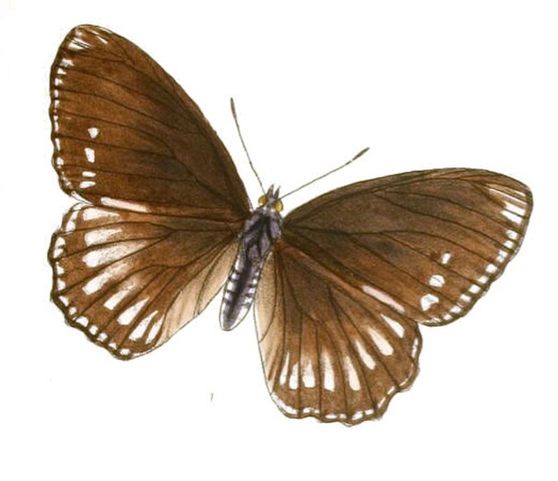 EuripusHalitherses204 1
