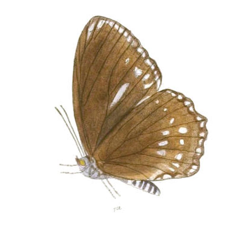 EuripusHalitherses204 1a