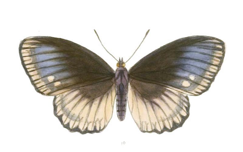 EuripusHalitherses204 1b