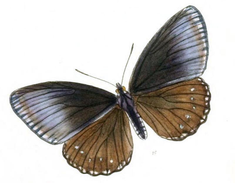 EuripusHalitherses204 1c
