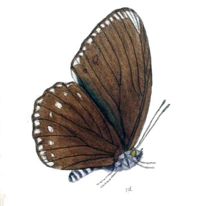 EuripusHalitherses204 1d
