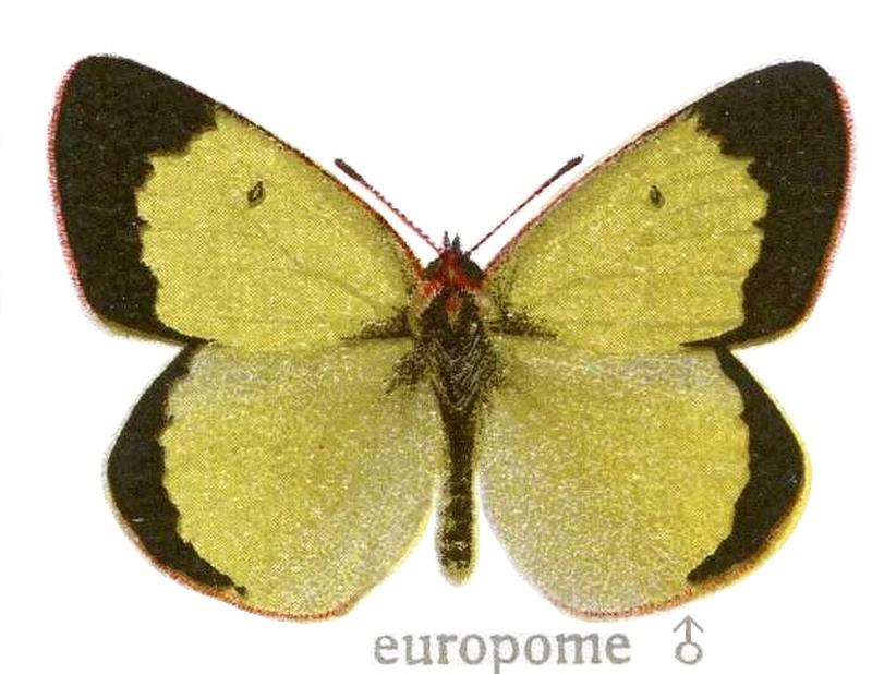 Colias palaeno europome