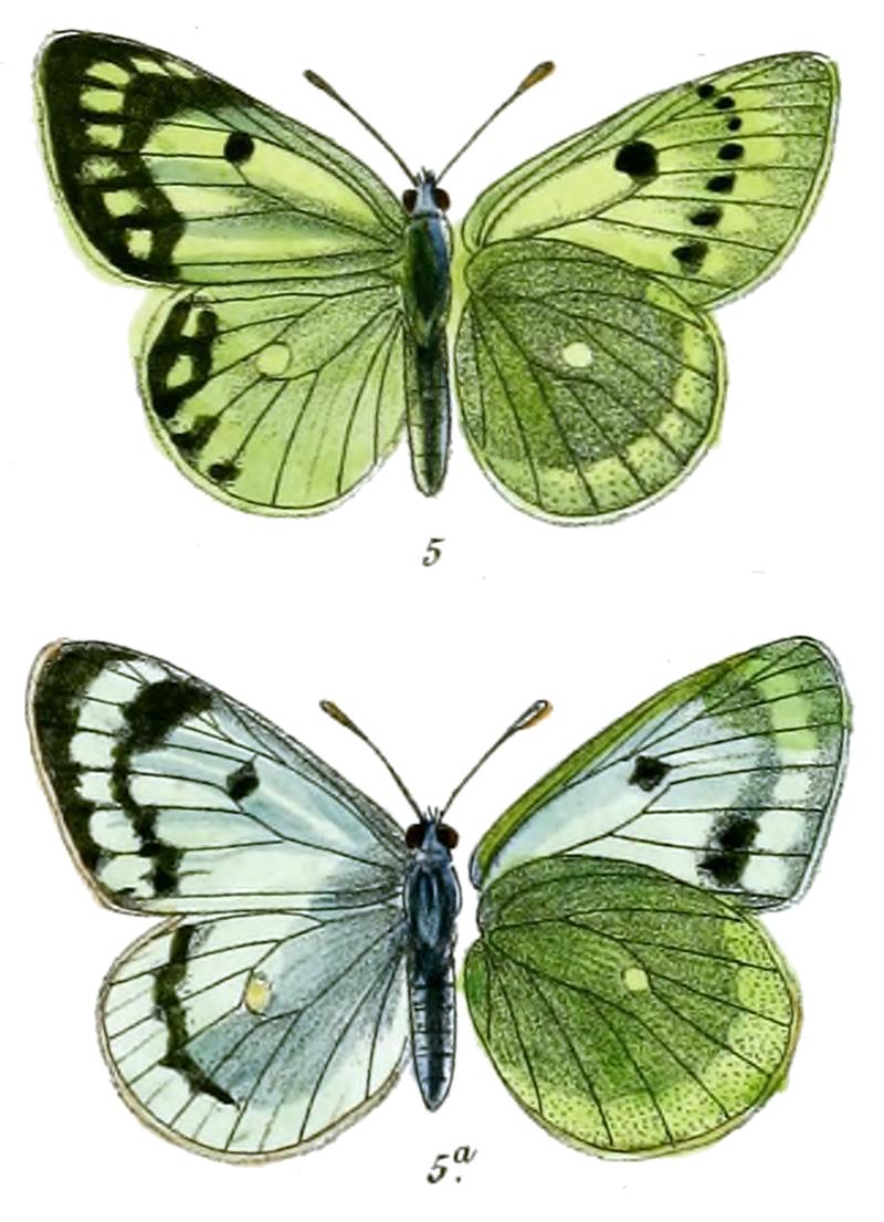 Eurymus alpherakii