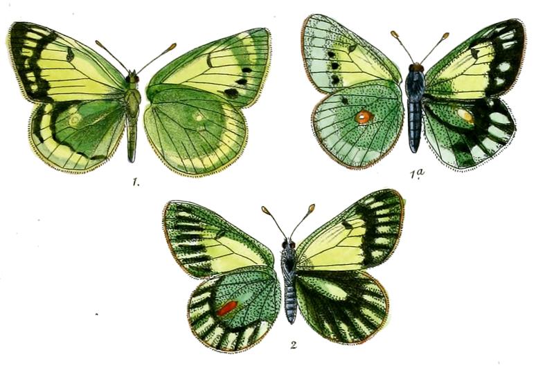 Eurymus berylla