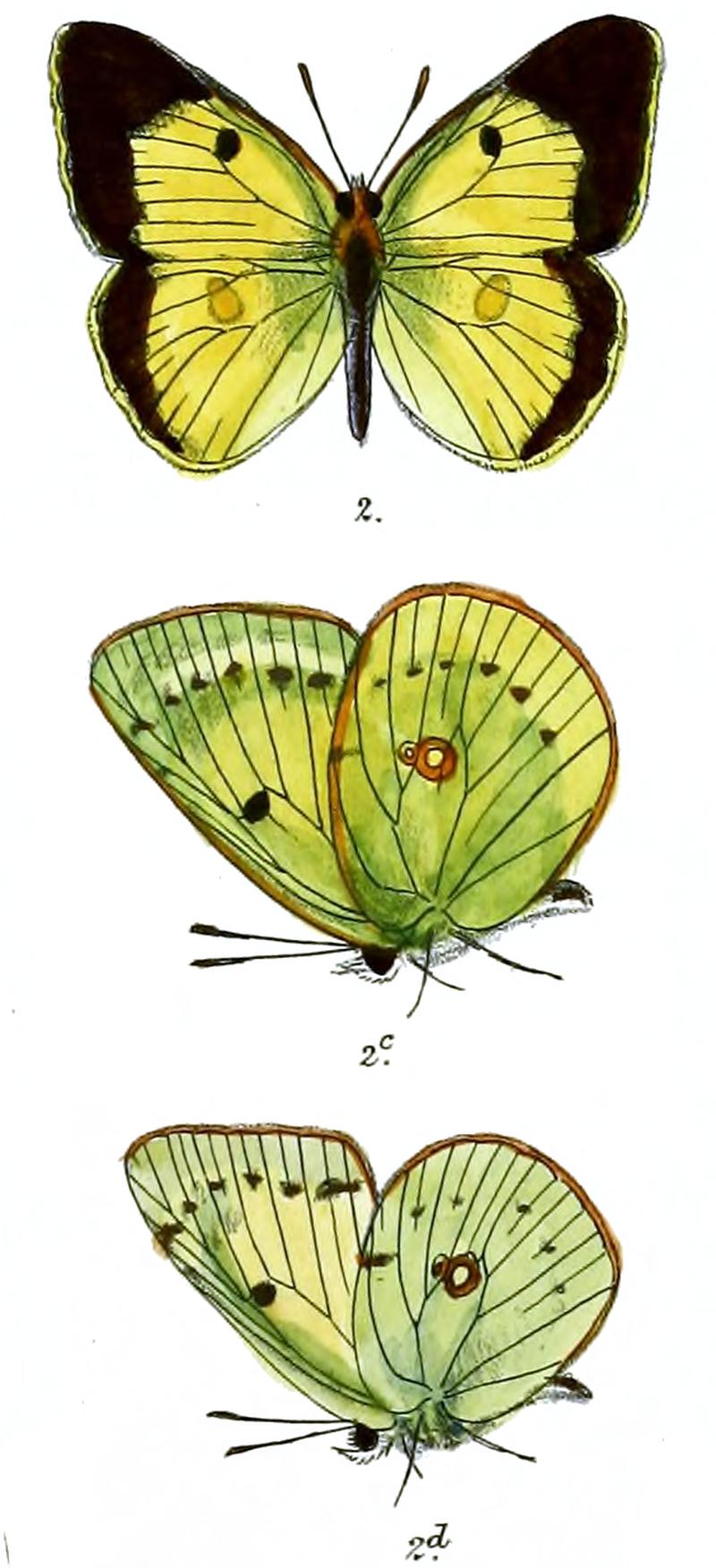 Eurymus chrysodona