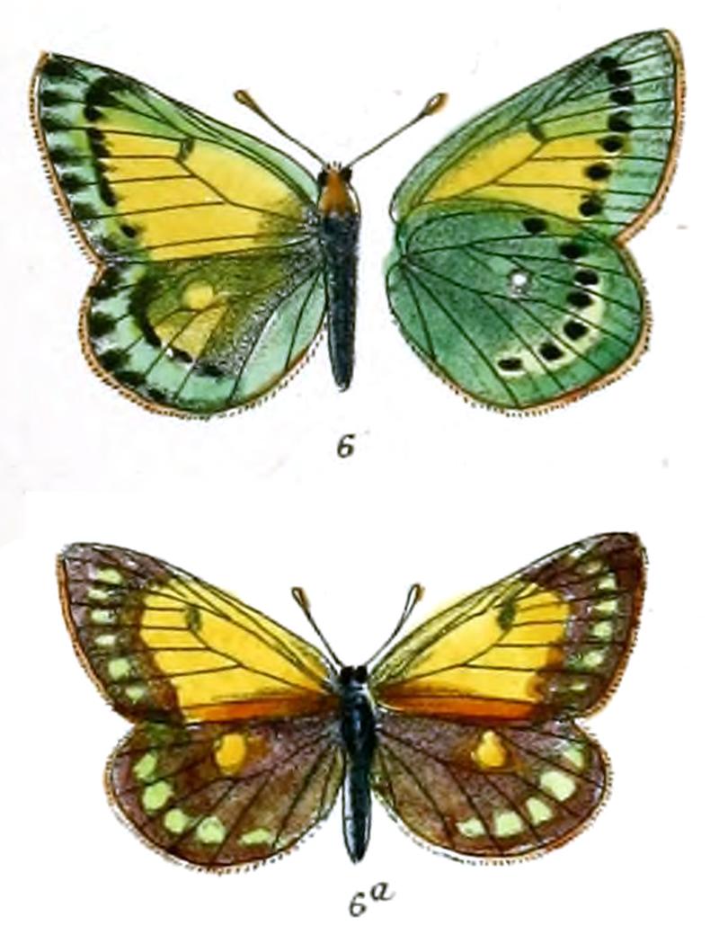 Eurymus dubia
