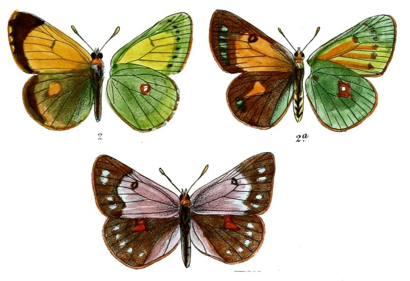 Eurymus eogene