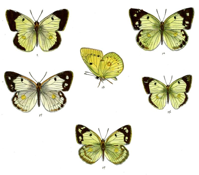 Eurymus erate