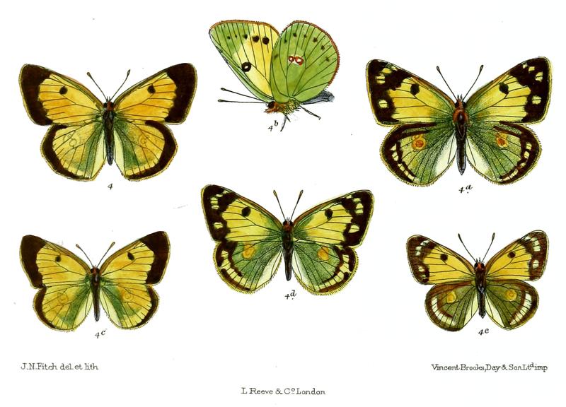 Eurymus fieldi
