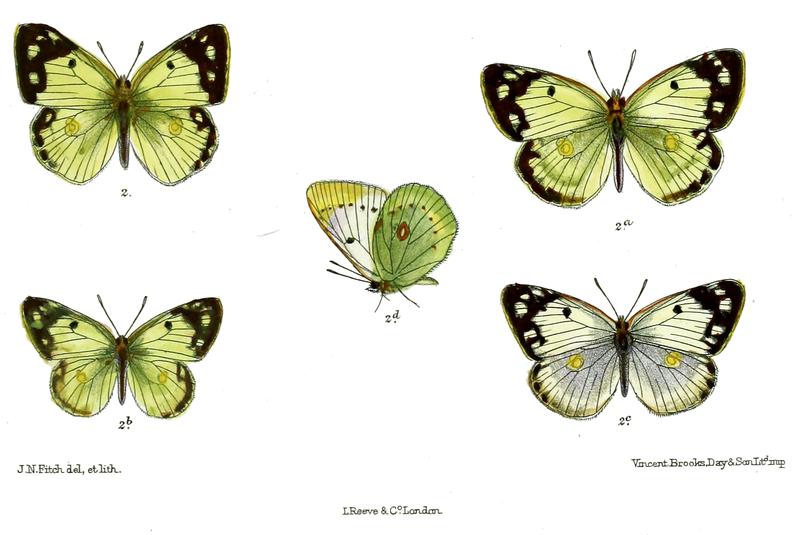Eurymus glicia
