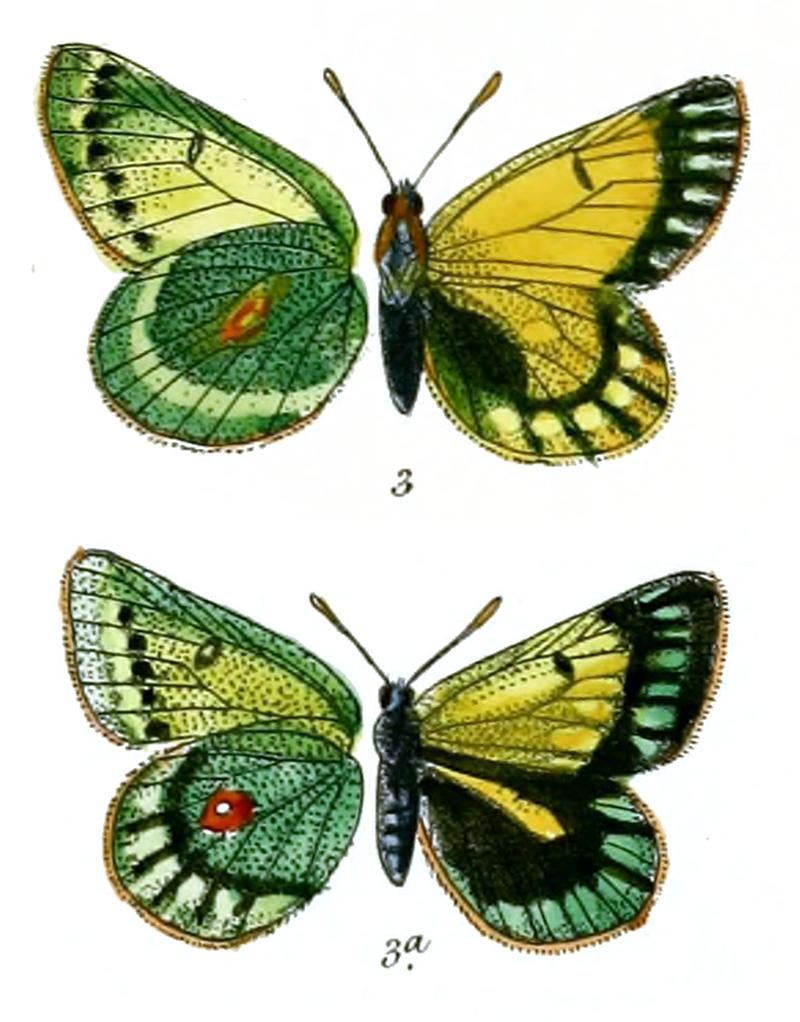 Eurymus leechi