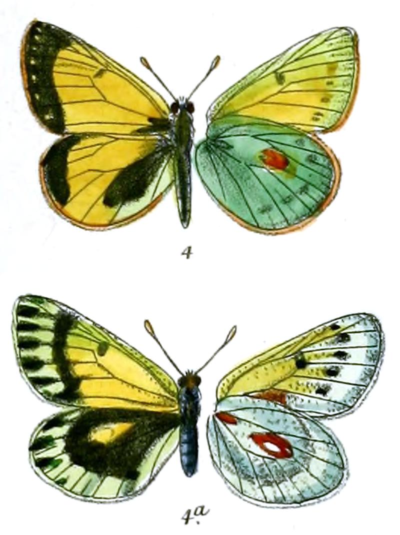 Eurymus miranda