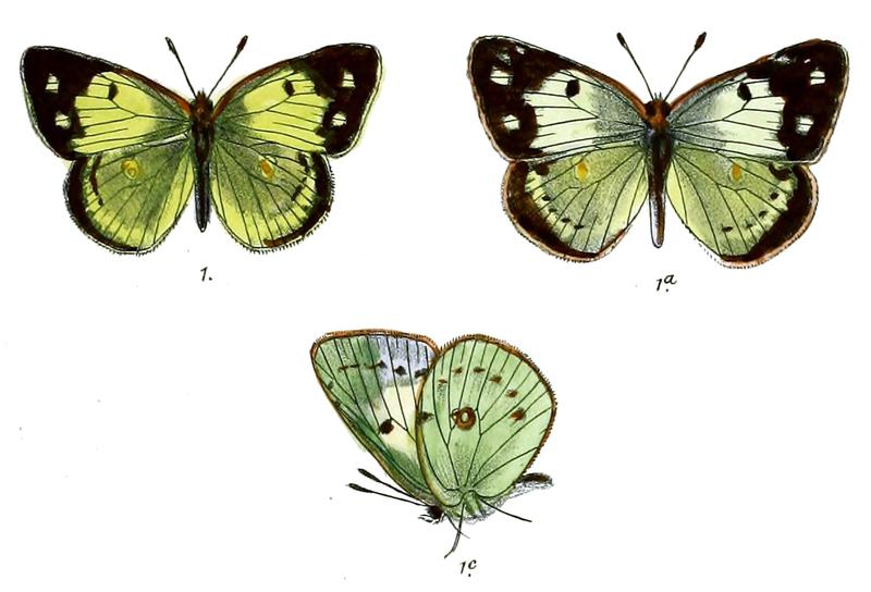 Eurymus nilagiriensis