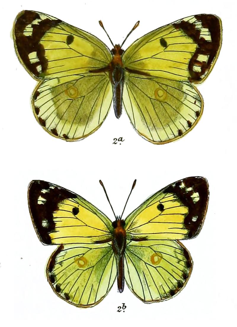 Eurymus shipkee