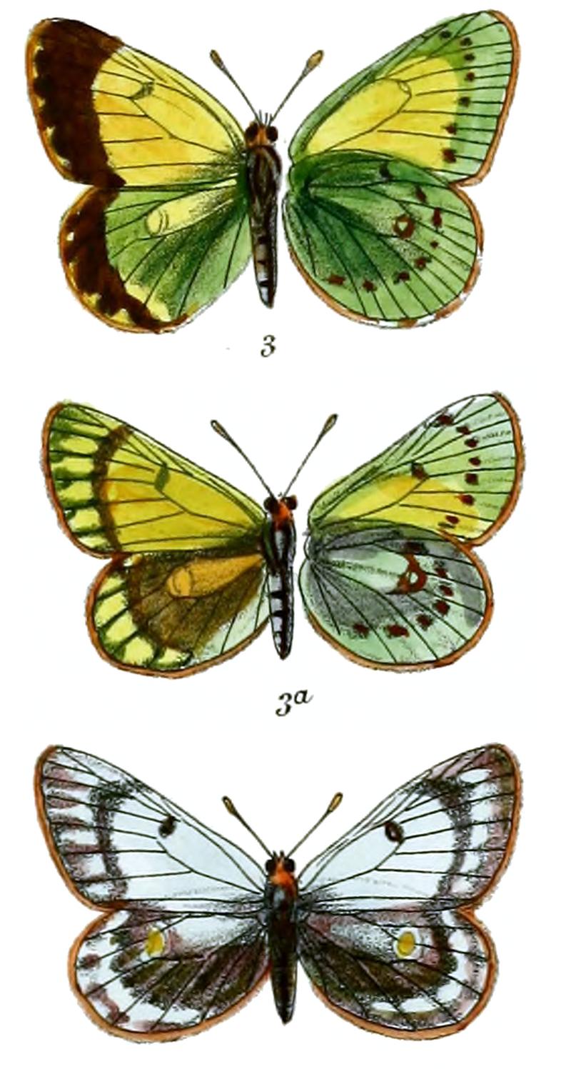 Eurymus stoliczkana