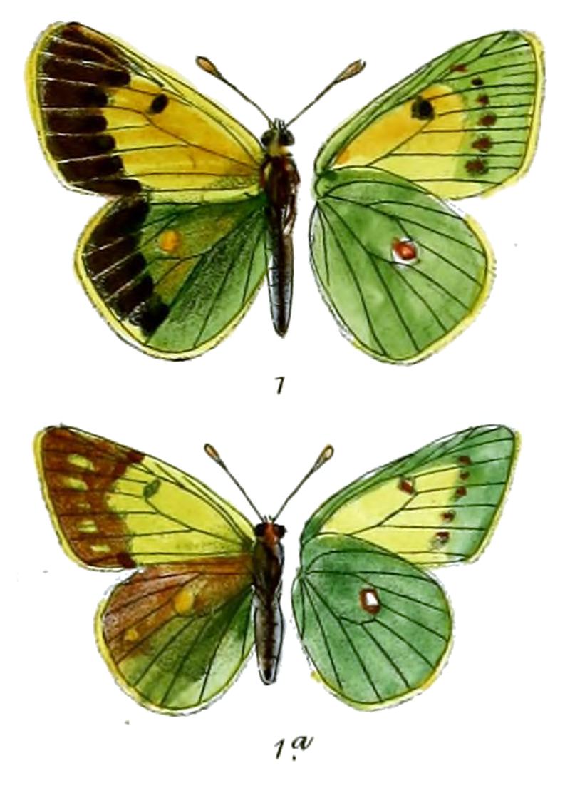 Eurymus wiskotti