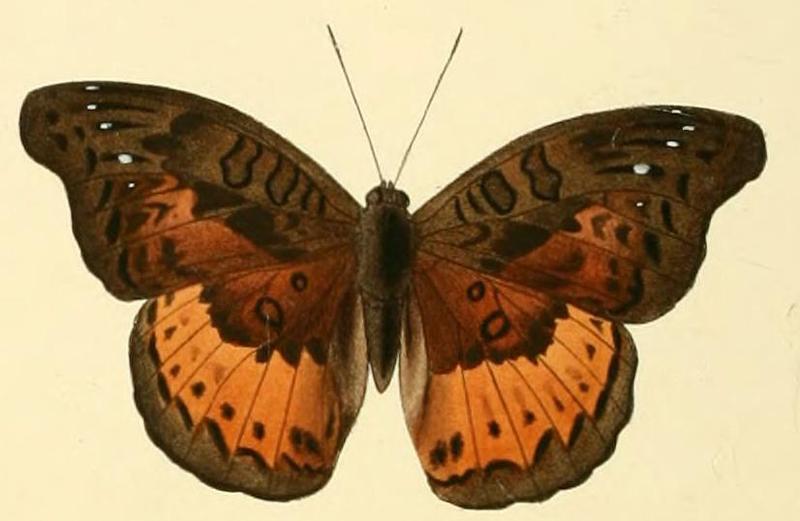 Euryphura doralice