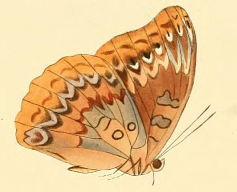 Euryphura doralice1