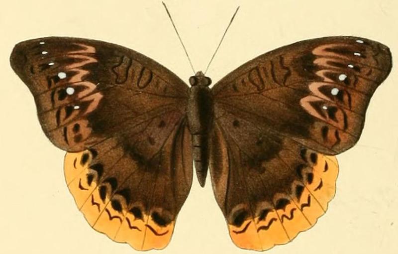 Euryphura doralice2