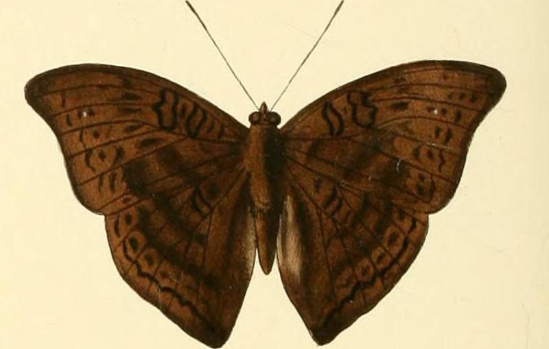 Euryphura plautilla1