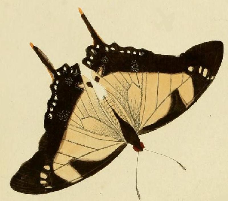 Eurytides dolicaon CRAMER