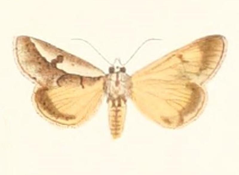 Euscirrhopterus poeyi 1896