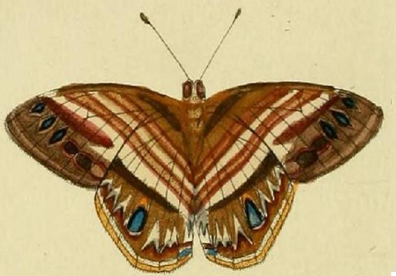 Euselasia orfita1