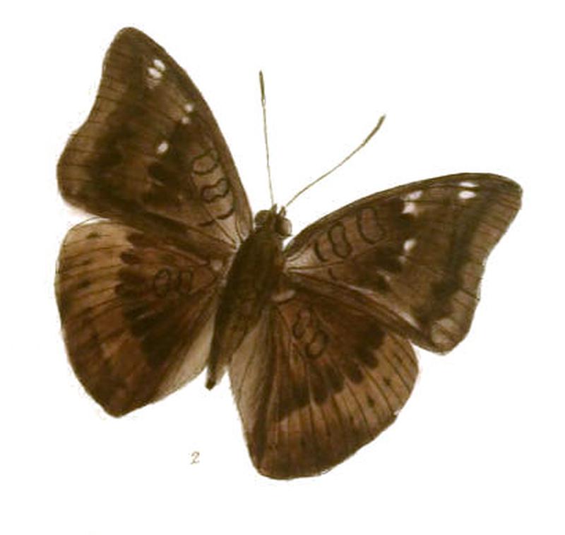 EuthaliaAcontius235 2