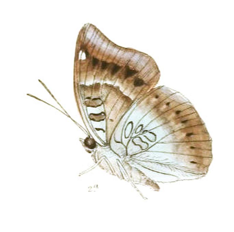 EuthaliaAcontius235 2a