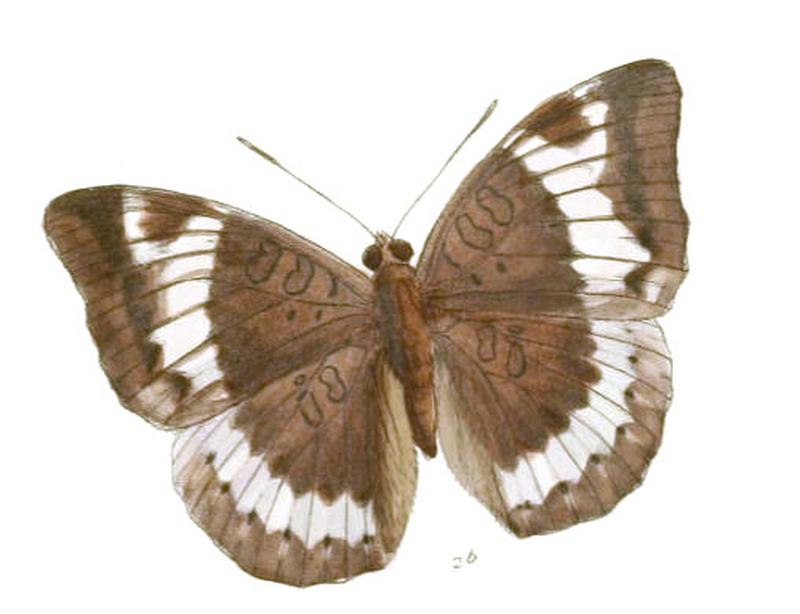 EuthaliaAcontius235 2b