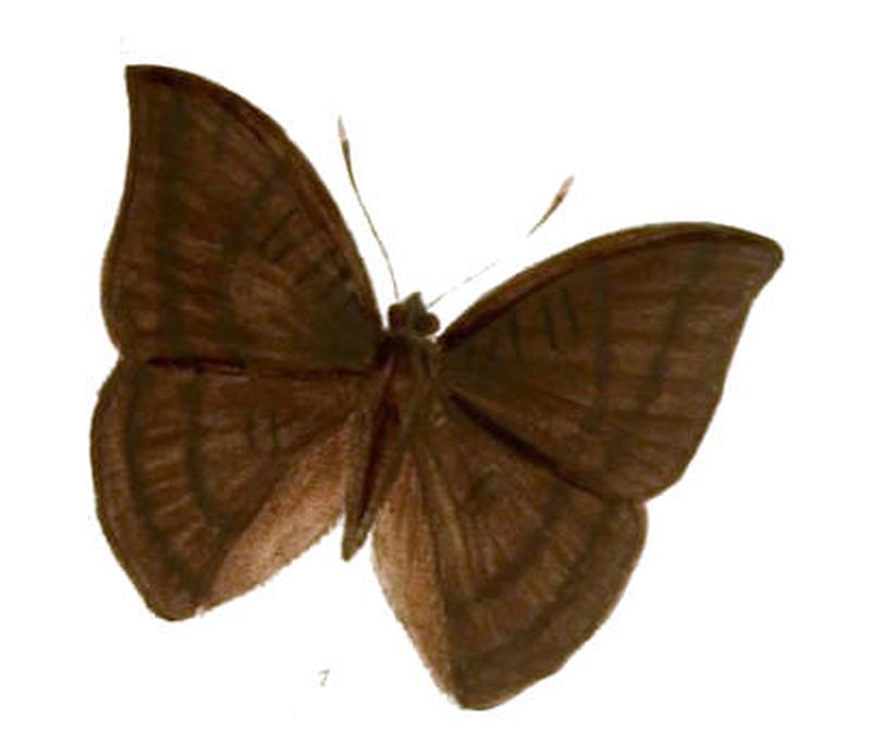 EuthaliaApicalis239 1