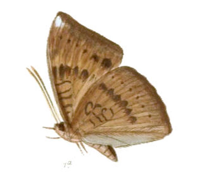 EuthaliaApicalis239 1a