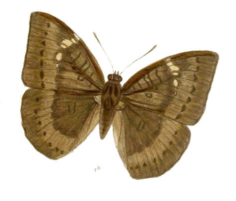 EuthaliaApicalis239 1b