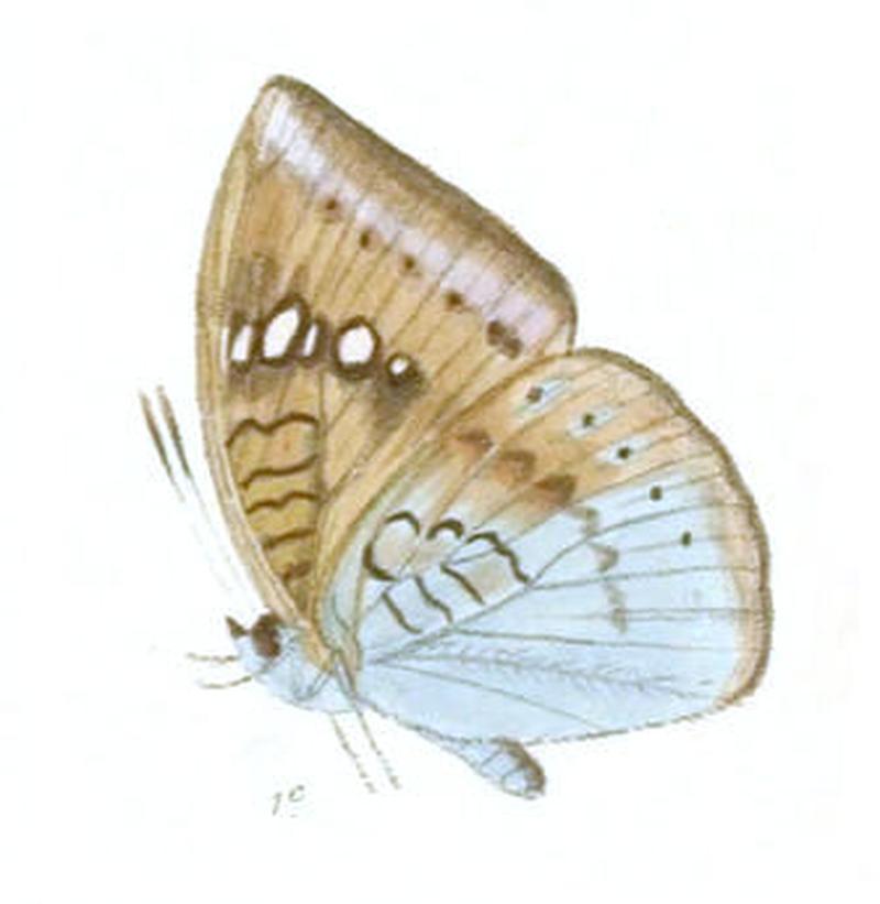 EuthaliaApicalis239 1c