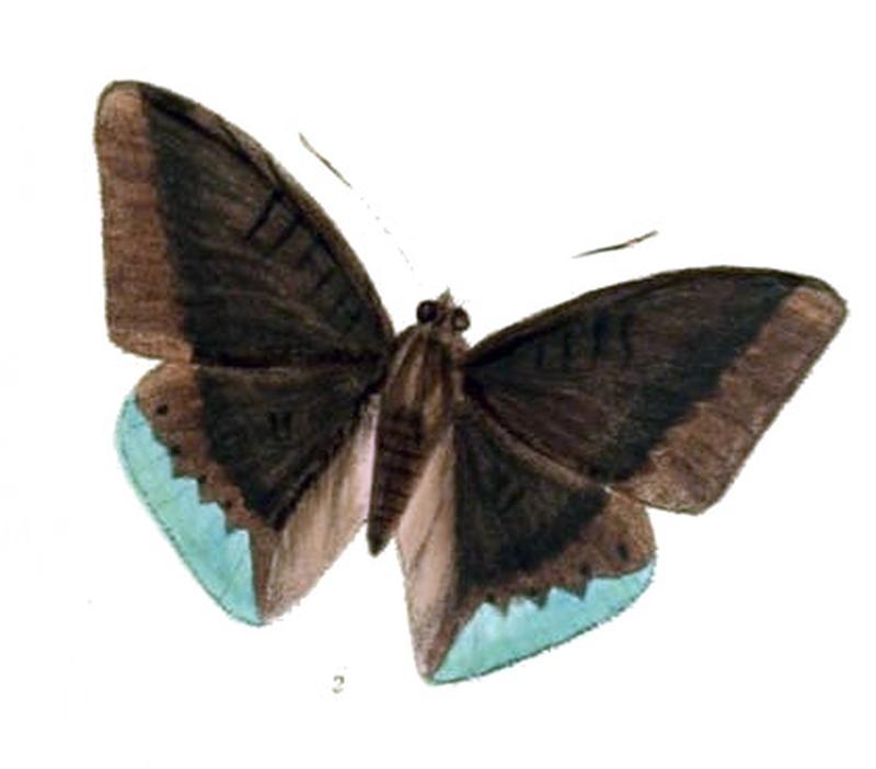 EuthaliaBinghami239 2